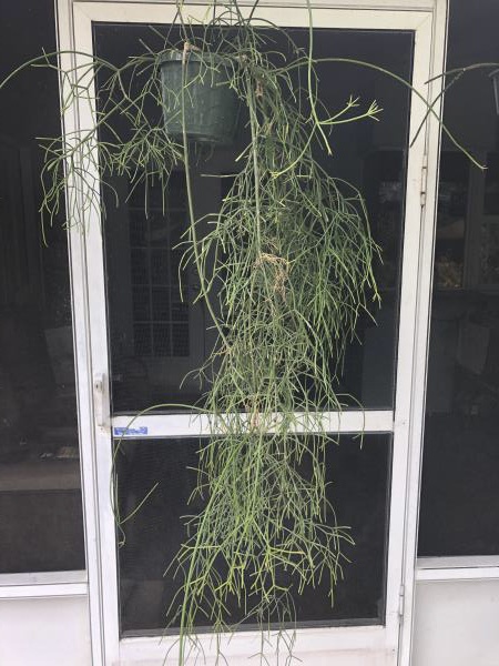 http://www.cloudjungle.com/cloudjungle/cactaceae/Rhipsalis/Rhipsalis baccifera (quellebambensis).jpeg